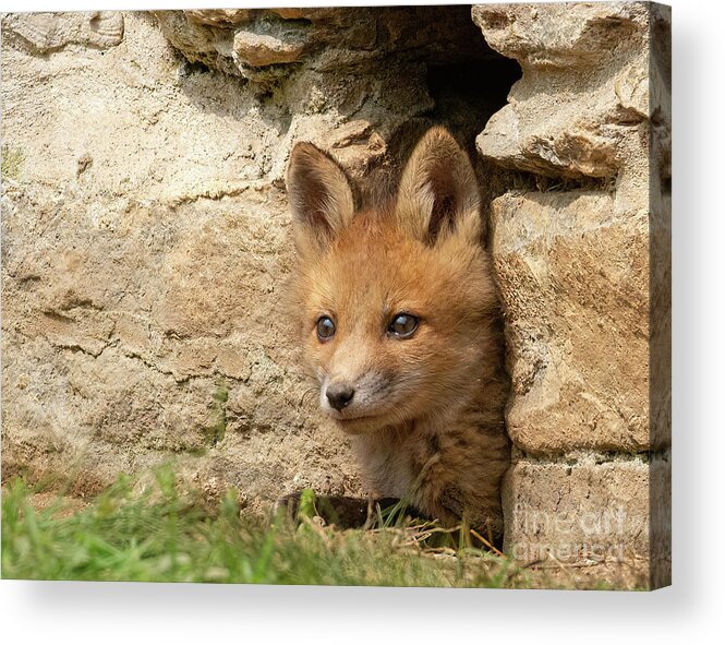 Fox Acrylic Print featuring the photograph Foxy New Day by Chris Scroggins