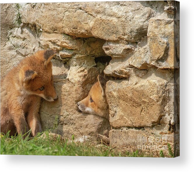 Foxy Acrylic Print featuring the photograph Foxy Come Play by Chris Scroggins