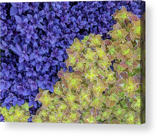 Purple Knight Acrylic Print featuring the photograph Garden Foliage Diptych 2 by Adam Romanowicz