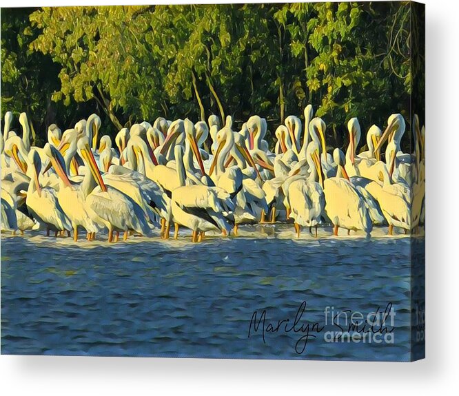 Pelican Acrylic Print featuring the painting Gathering of Pelicans by Marilyn Smith