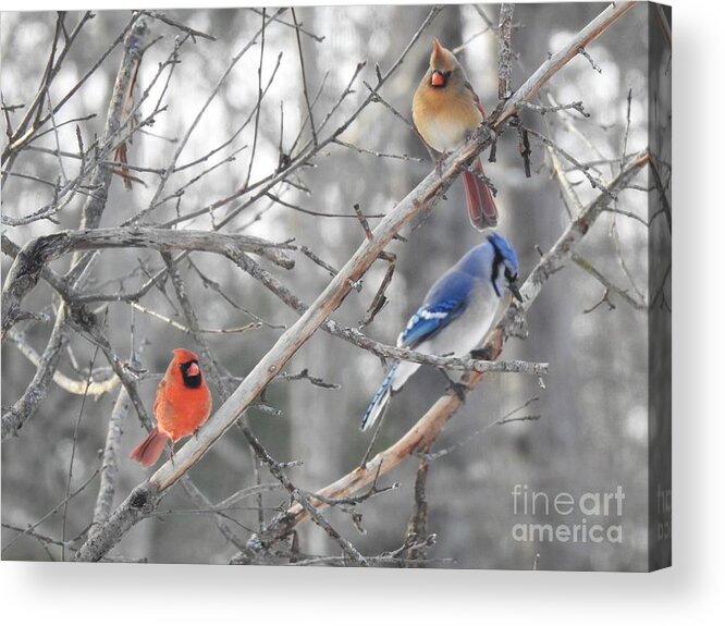 Cardinals Acrylic Print featuring the photograph Getting Along by Eunice Miller