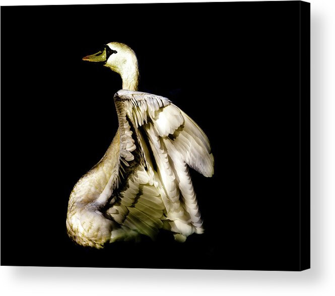 Swan Acrylic Print featuring the photograph Golden Swan by MPhotographer