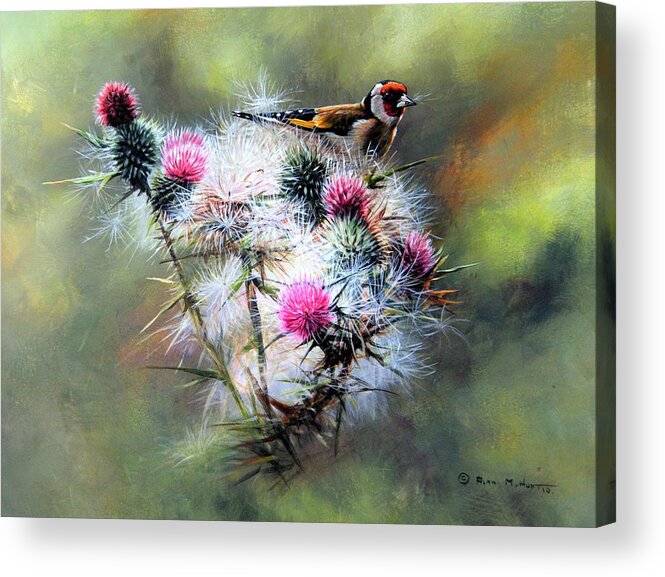 Goldfinch Acrylic Print featuring the painting Goldfinch on a Thistle by Alan M Hunt
