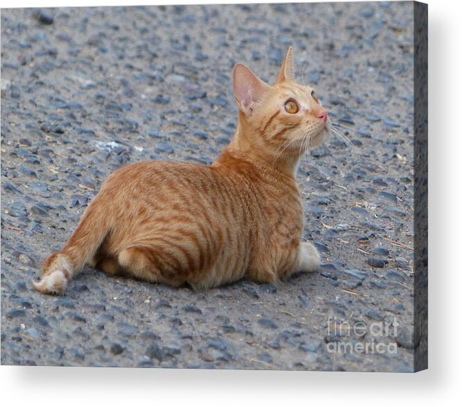Orange-striped Tabby Kitten Acrylic Print featuring the photograph Goldie by Rosanne Licciardi