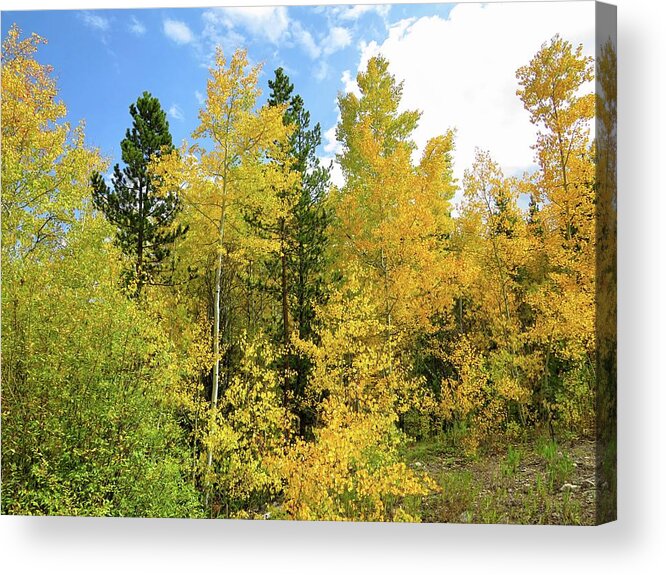 Autumn Acrylic Print featuring the photograph Grand County Autumn by Connor Beekman