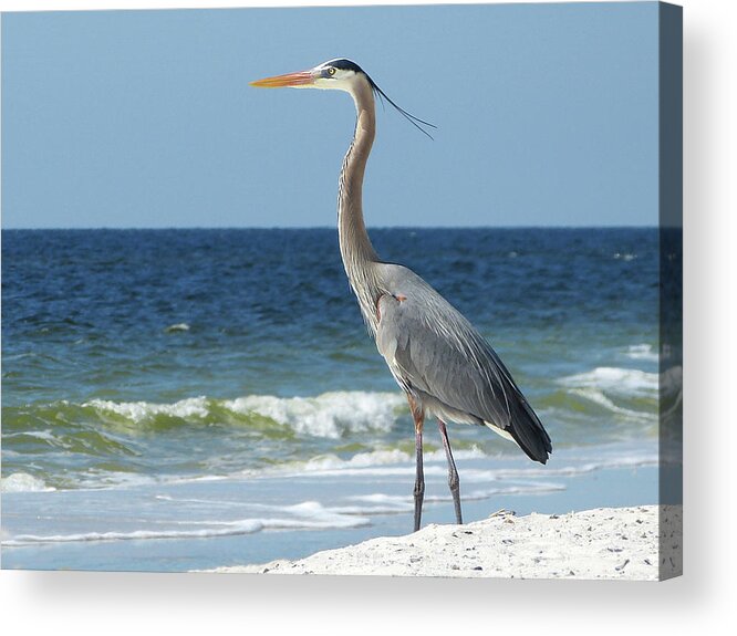  Acrylic Print featuring the photograph Great Blue Heron #1 by Carla Brennan