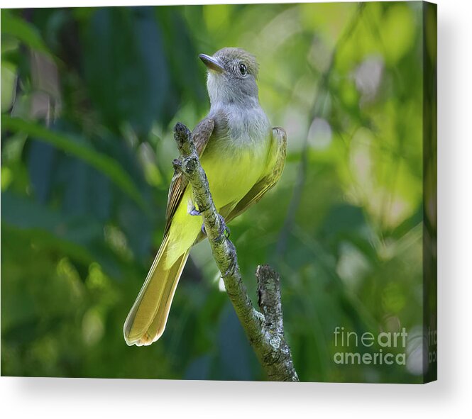 Flycatchers Acrylic Print featuring the photograph Great Crested Flycatcher by Chris Scroggins