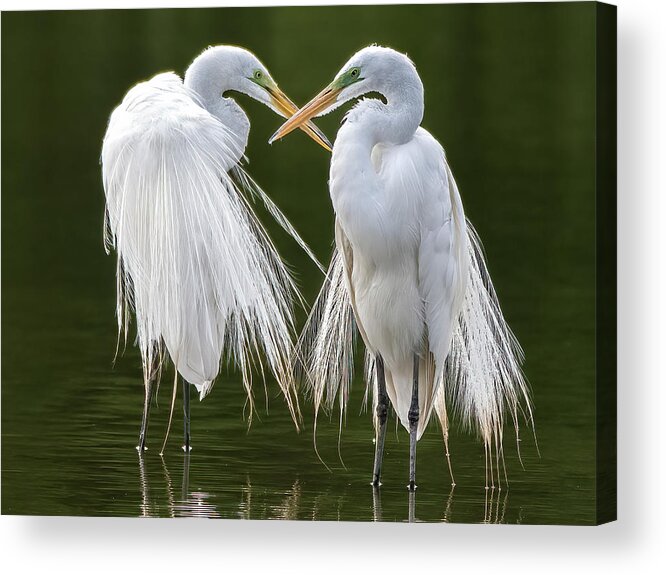 Great Egrets Acrylic Print featuring the photograph Great Egrets 8762-061922-3 by Tam Ryan