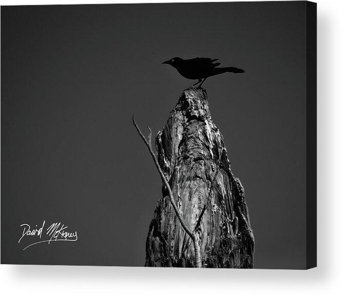 Black Bird Acrylic Print featuring the photograph Great-tailed Grackle by David McKinney