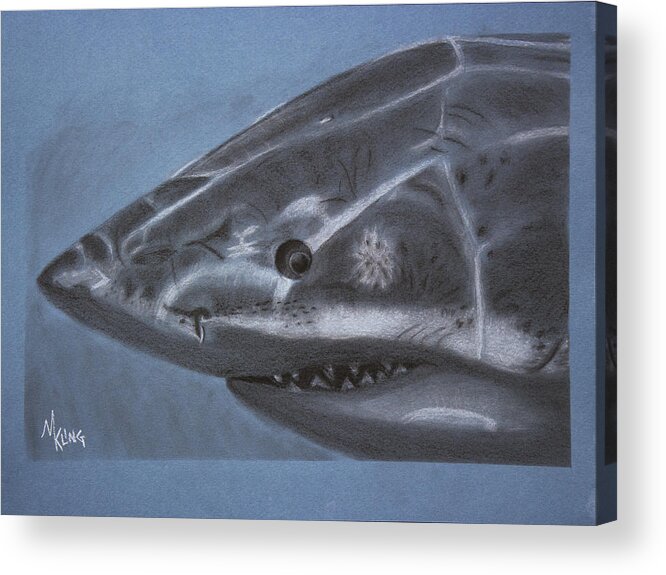 Great White Shark Acrylic Print featuring the drawing Great White by Mike Kling