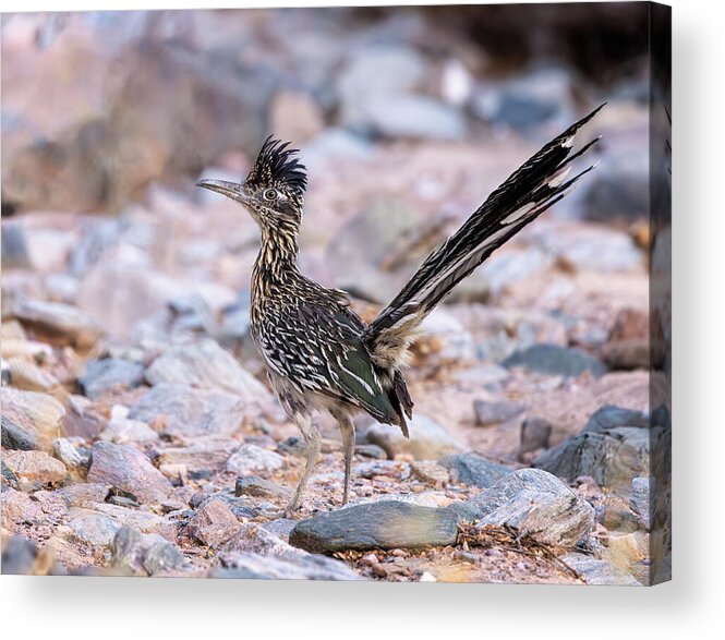 Arboretum Acrylic Print featuring the photograph Greater Roadrunner by Rick Furmanek