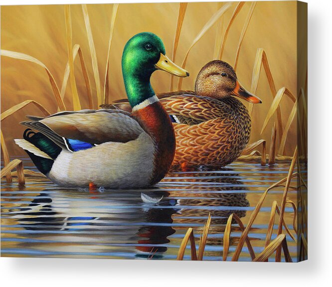 Mallards Acrylic Print featuring the painting Green and Gold by Guy Crittenden