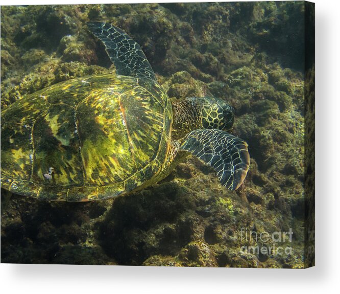 Green Sea Turtle Acrylic Print featuring the photograph Green Sea Turtle in a Rocky Reef #2 by Nancy Gleason