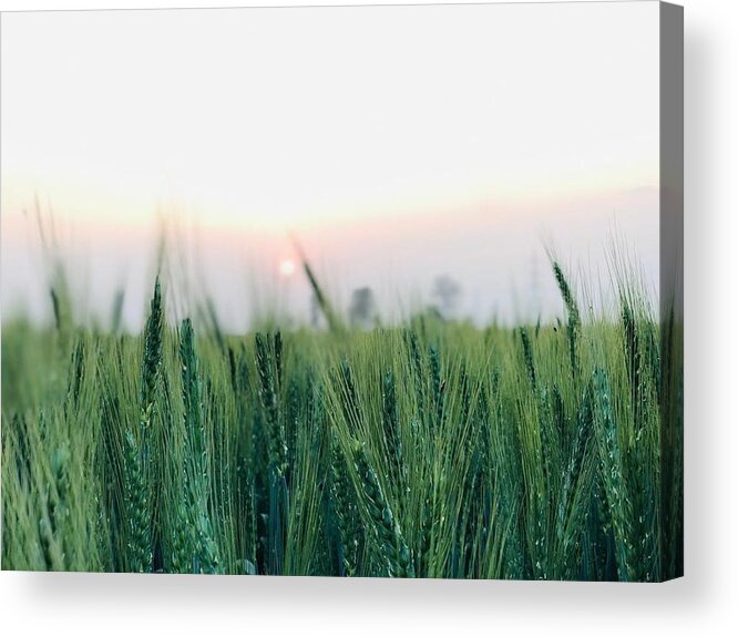 Lanscape Acrylic Print featuring the photograph Greenery by Prashant Dalal