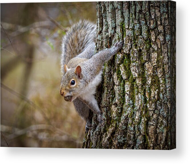 Squirrel Grey Nut Woods Forrest Acrylic Print featuring the photograph Grey Squirrel 319 by Timothy Harris