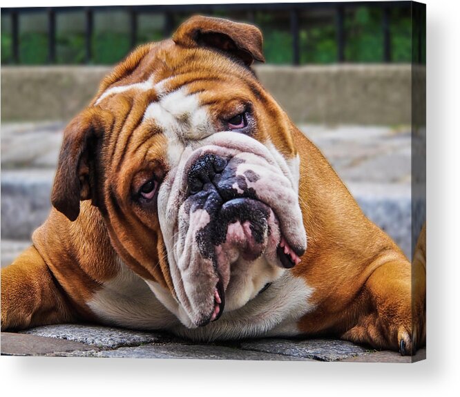Grumpy Acrylic Print featuring the photograph Grumpy Dog Bulldog by Louise Tanguay