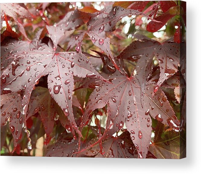 Leaf Acrylic Print featuring the photograph Happy Leaves by Lee Darnell