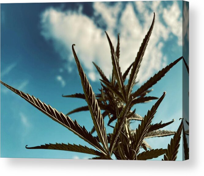 Plant Acrylic Print featuring the photograph Hazy Sky by Toni Hopper