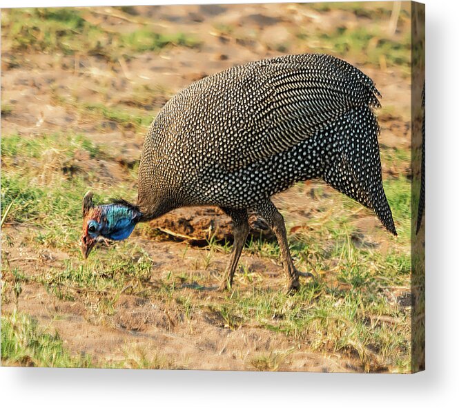 Africa Acrylic Print featuring the photograph Helmeted Guinea Fowl in Botswana by Betty Eich