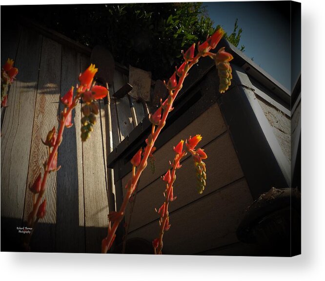 Botanical Acrylic Print featuring the photograph Hens and Chicks Blooms by Richard Thomas