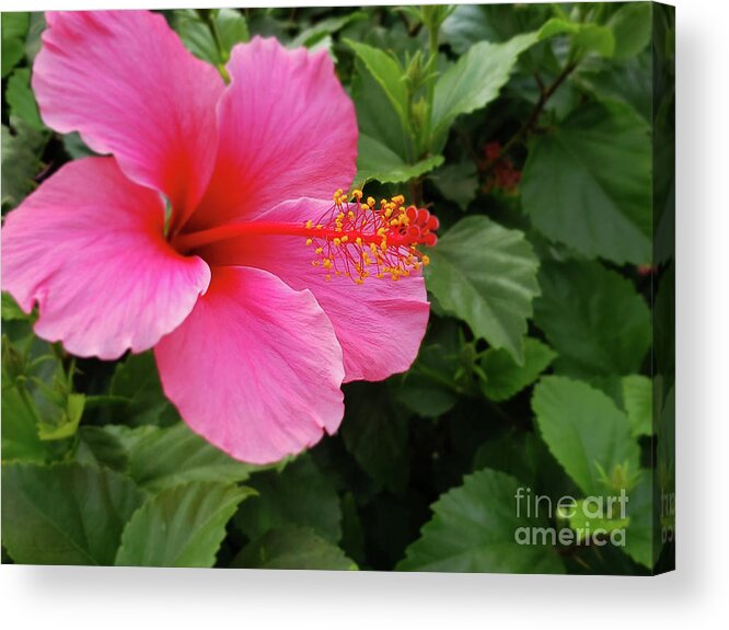 Pink Hibiscus Acrylic Print featuring the photograph Hibiscus by Dipali Shah