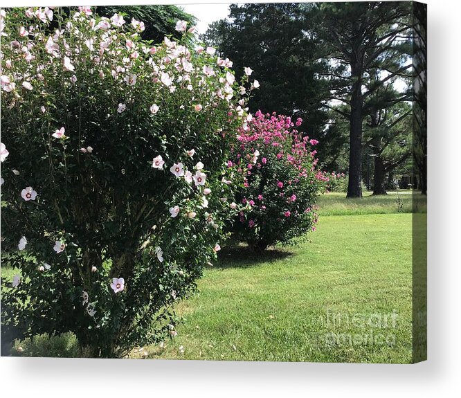Hibiscus Acrylic Print featuring the photograph Hibiscus Row by Catherine Wilson