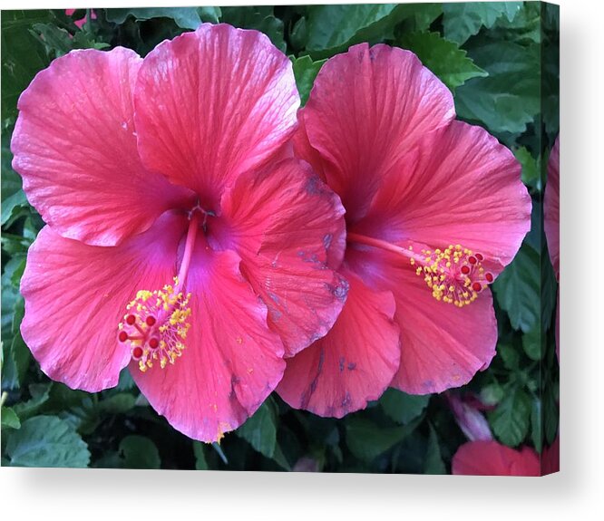  Acrylic Print featuring the photograph Hibiscus by Stephen Dorton