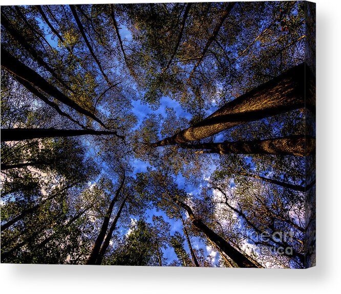 Highlands Hammock State Park Acrylic Print featuring the photograph Highlands Hammock Forest by Robert Stanhope