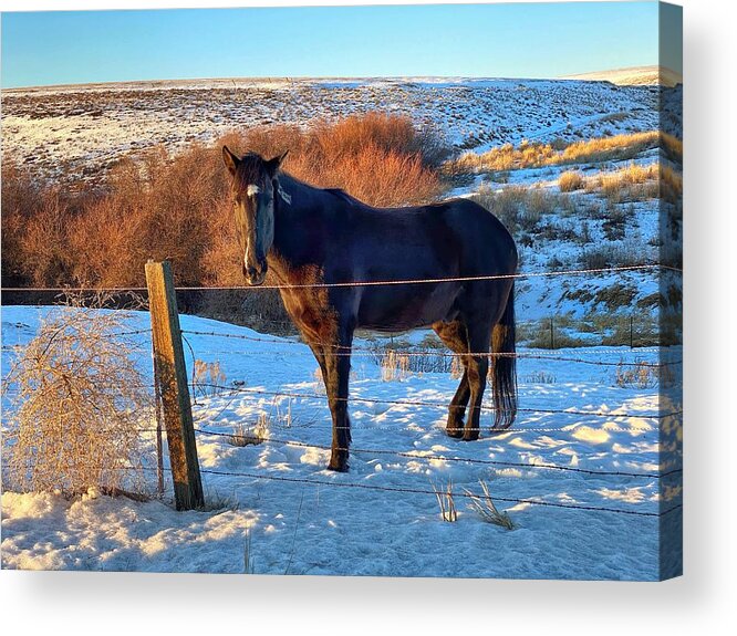 Horse Acrylic Print featuring the photograph Horse in Snow by Jerry Abbott