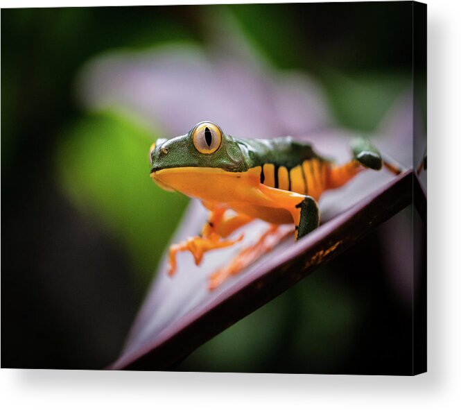 Frog Acrylic Print featuring the photograph I See You by Jim Miller