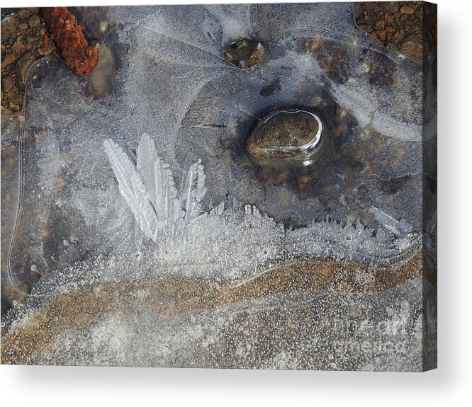 Ice Acrylic Print featuring the photograph Ice Feathers by Nicola Finch