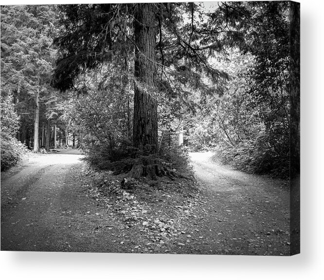 Tree Acrylic Print featuring the photograph If You See a Fork in the Road, Take It by Mary Lee Dereske