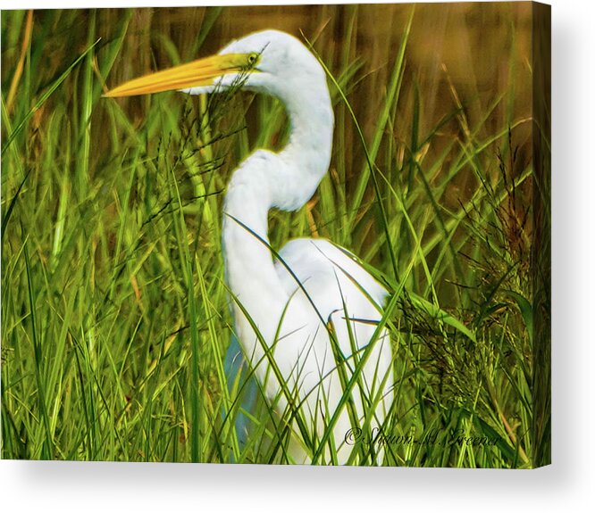 Bird Acrylic Print featuring the photograph In the weeds by Shawn M Greener