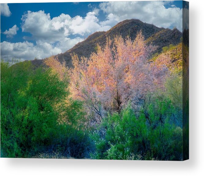 Waywardmuse Acrylic Print featuring the photograph Ironwood Flame by Judy Kennedy