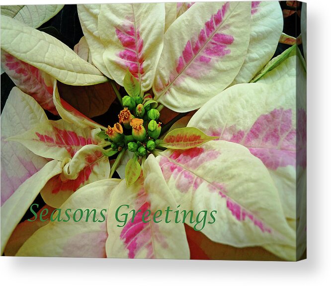 Ivory And Pink Pointsettia Merry Christmas Acrylic Print featuring the photograph Ivory And Pink Pointsettia Seasons Greetings by Debbie Oppermann