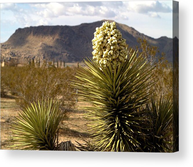 Mojave Acrylic Print featuring the photograph Joshua Tree Landscape by Richard Thomas