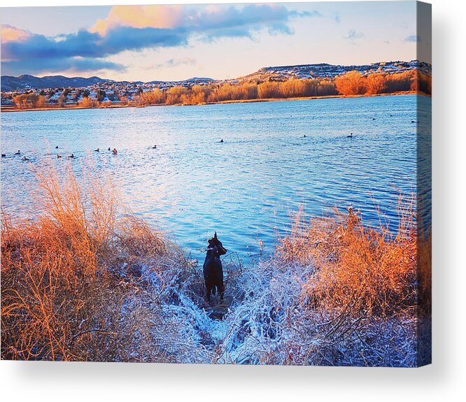  Acrylic Print featuring the photograph Just a dog at the lake by Rick Reesman