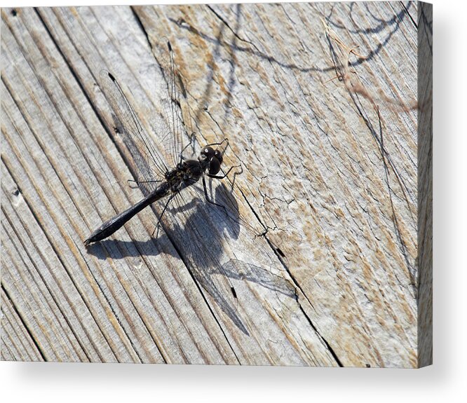 Finland Acrylic Print featuring the photograph Just a moment in the sun. Black darter by Jouko Lehto