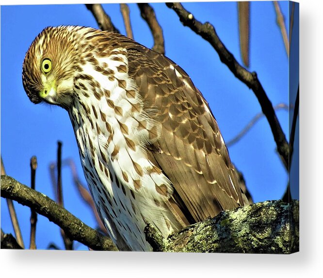 Hawks Acrylic Print featuring the photograph Juvenile Coopers Hawk Are you talkin' to me? by Linda Stern