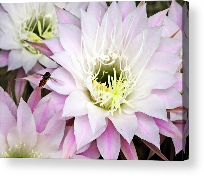 Cactus Acrylic Print featuring the photograph Kaktus by Tanja Leuenberger