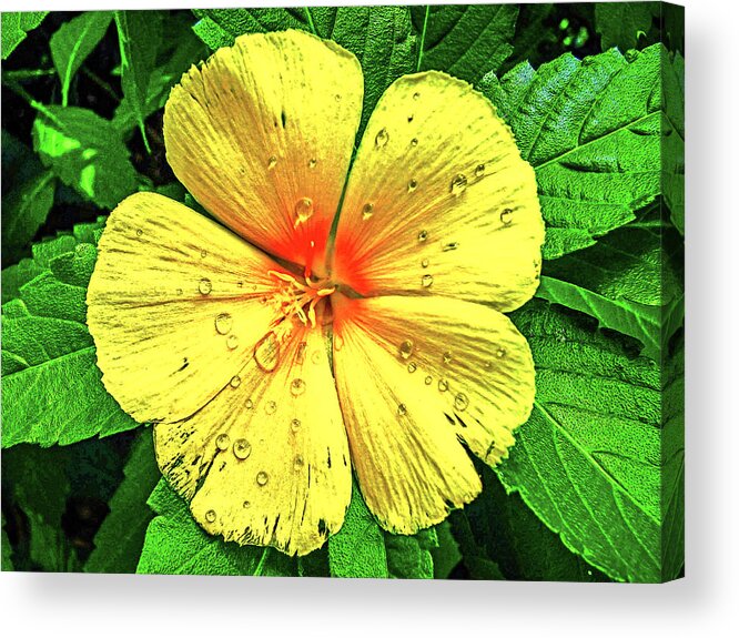 Kerria Acrylic Print featuring the mixed media Kerria japonica Rose by Pheasant Run Gallery