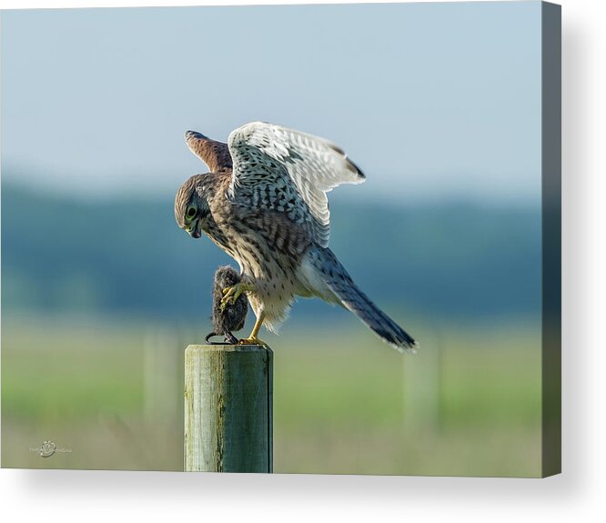Kestrel's Landing Acrylic Print featuring the photograph Kestrels landing with the prey on the roundpole by Torbjorn Swenelius