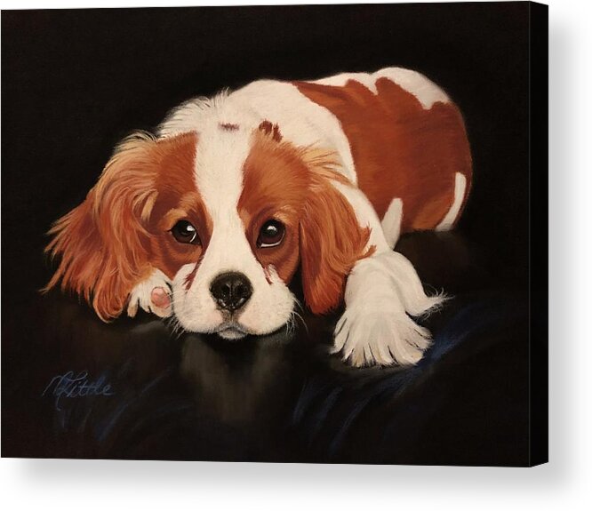 King Charles Spaniel Acrylic Print featuring the pastel King Charles by Marlene Little