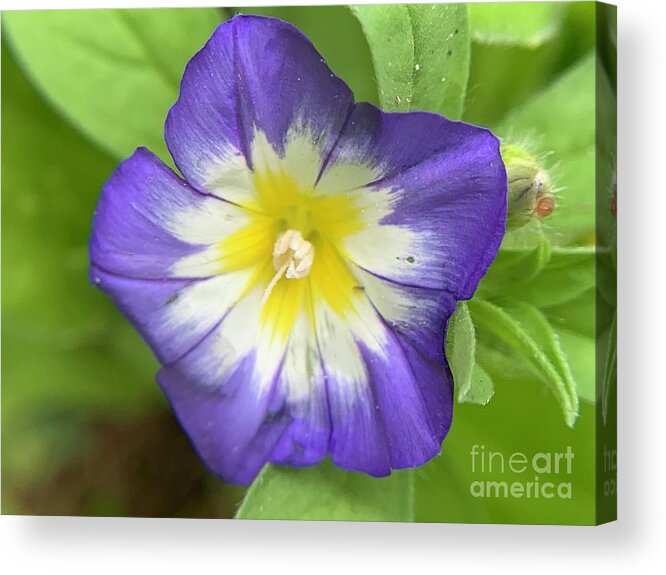 Flower Acrylic Print featuring the photograph Lavender Twist by Catherine Wilson