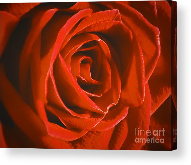 Rose Acrylic Print featuring the photograph Layers by Robert Knight
