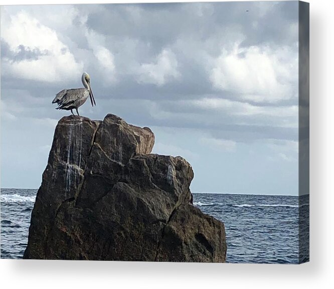 Pelican Acrylic Print featuring the photograph Le Pelican by Medge Jaspan