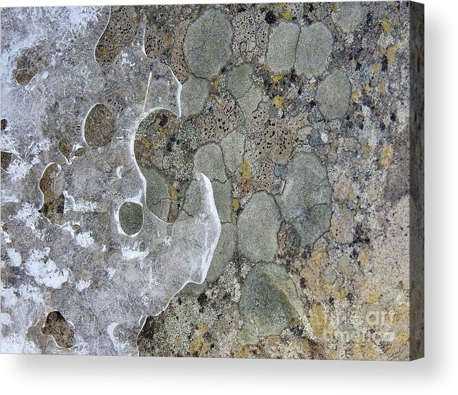 Lichen Acrylic Print featuring the photograph Lichen and Ice by Nicola Finch