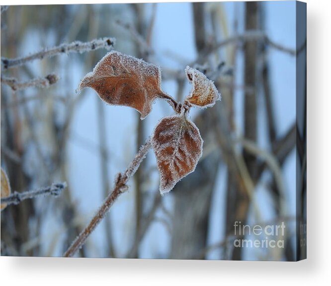 Frost Acrylic Print featuring the photograph Lilac leaves by Nicola Finch