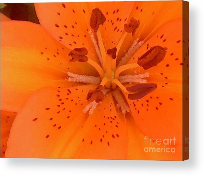 Lily Flower Acrylic Print featuring the photograph Lily Closeup by Carmen Lam