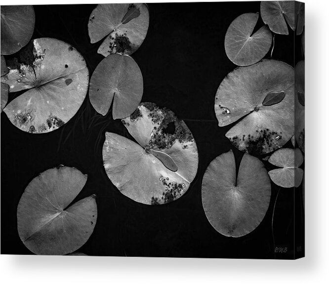 Black And White Acrylic Print featuring the photograph Lily Pads I BW by David Gordon